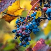 grapes for wine production