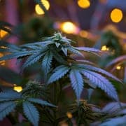hemp
