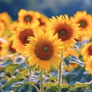 sunflowers