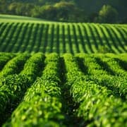 tea plantation