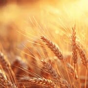 field of wheat