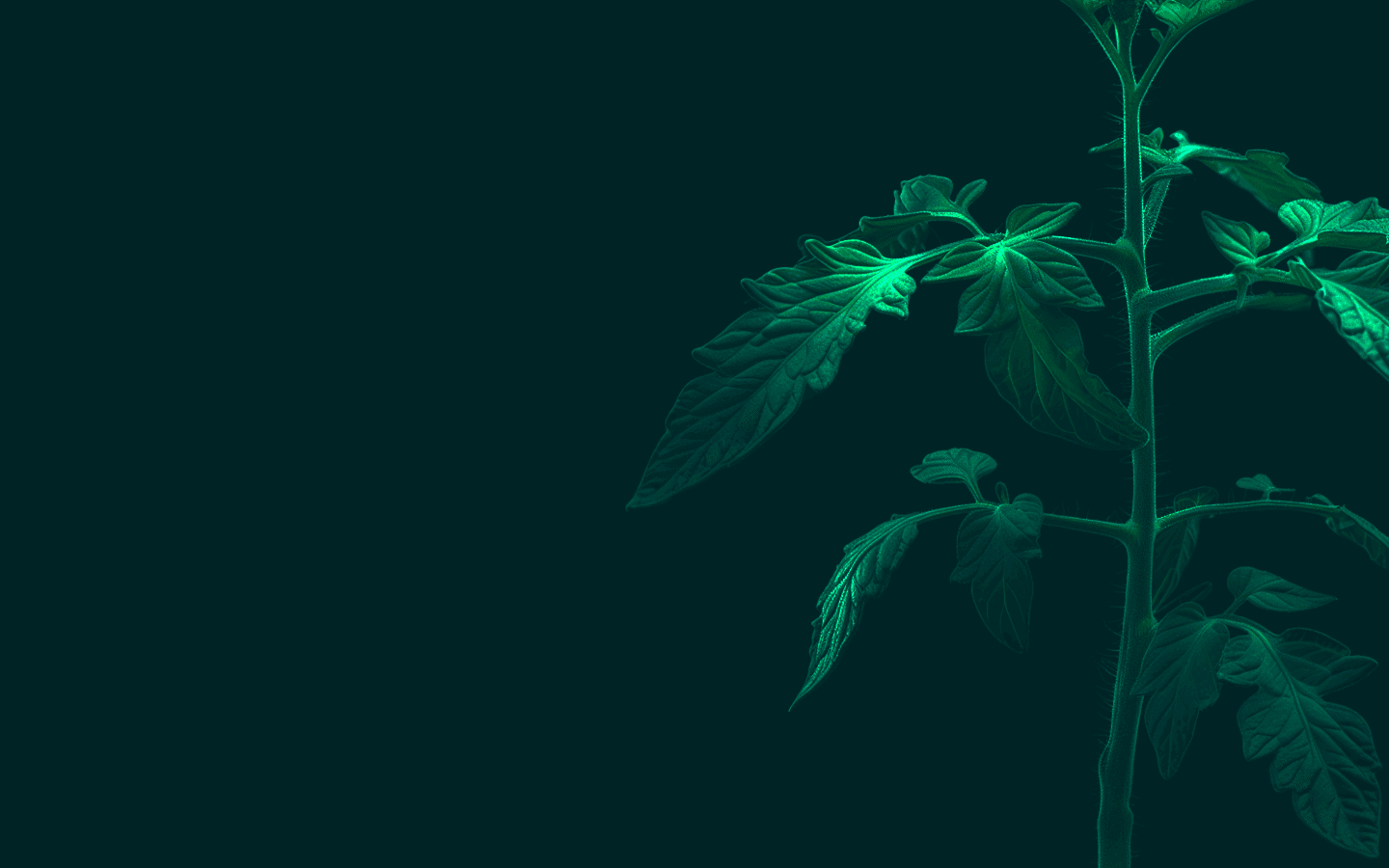 healthy tomato plants with silicon based fertiliser